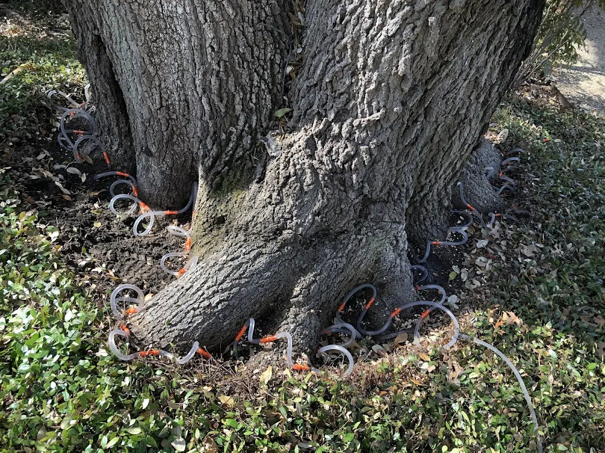 Detailed Tree Cabling and Bracing job site in Tuxedo Park