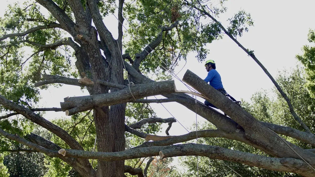 Professional Hazardous Tree Removal performed by certified arborists in Tuxedo Park