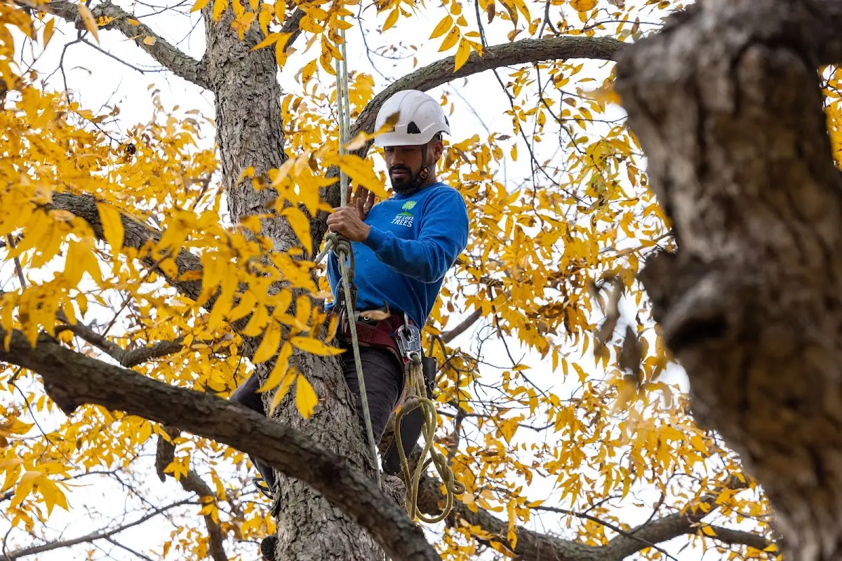 Skilled Tree Pruning crew working in Tuxedo Park