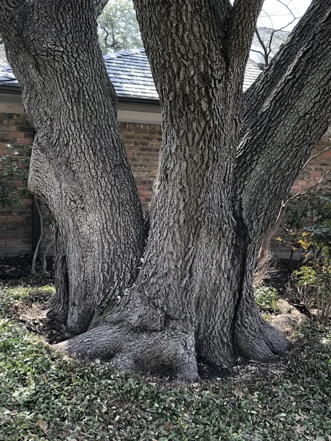 Mature heritage tree close to a Tuxedo Park property cared for by certified arborists